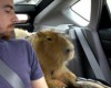 capibara-inthe-car